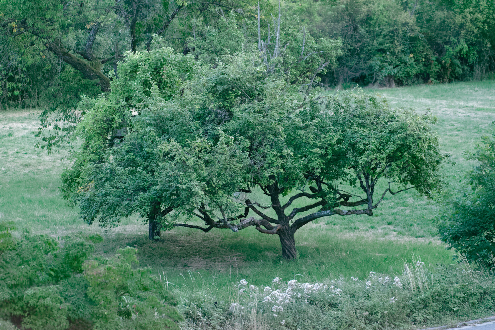 Obstbaum Maxheim
