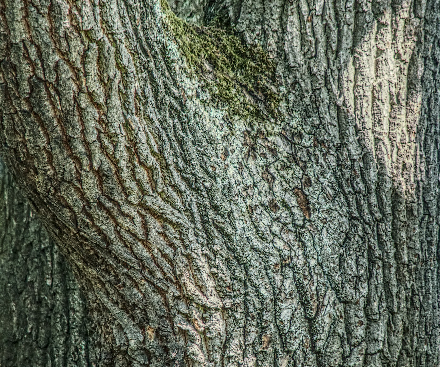 Eiche Baumrinde HDR