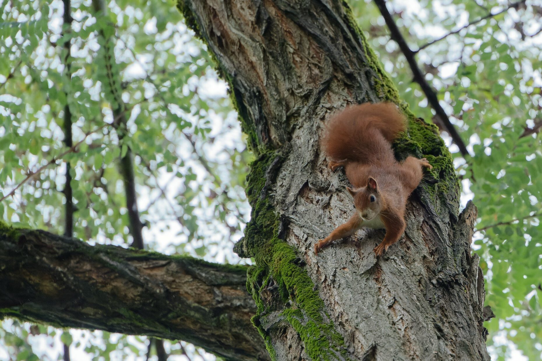 Eichhörnchen