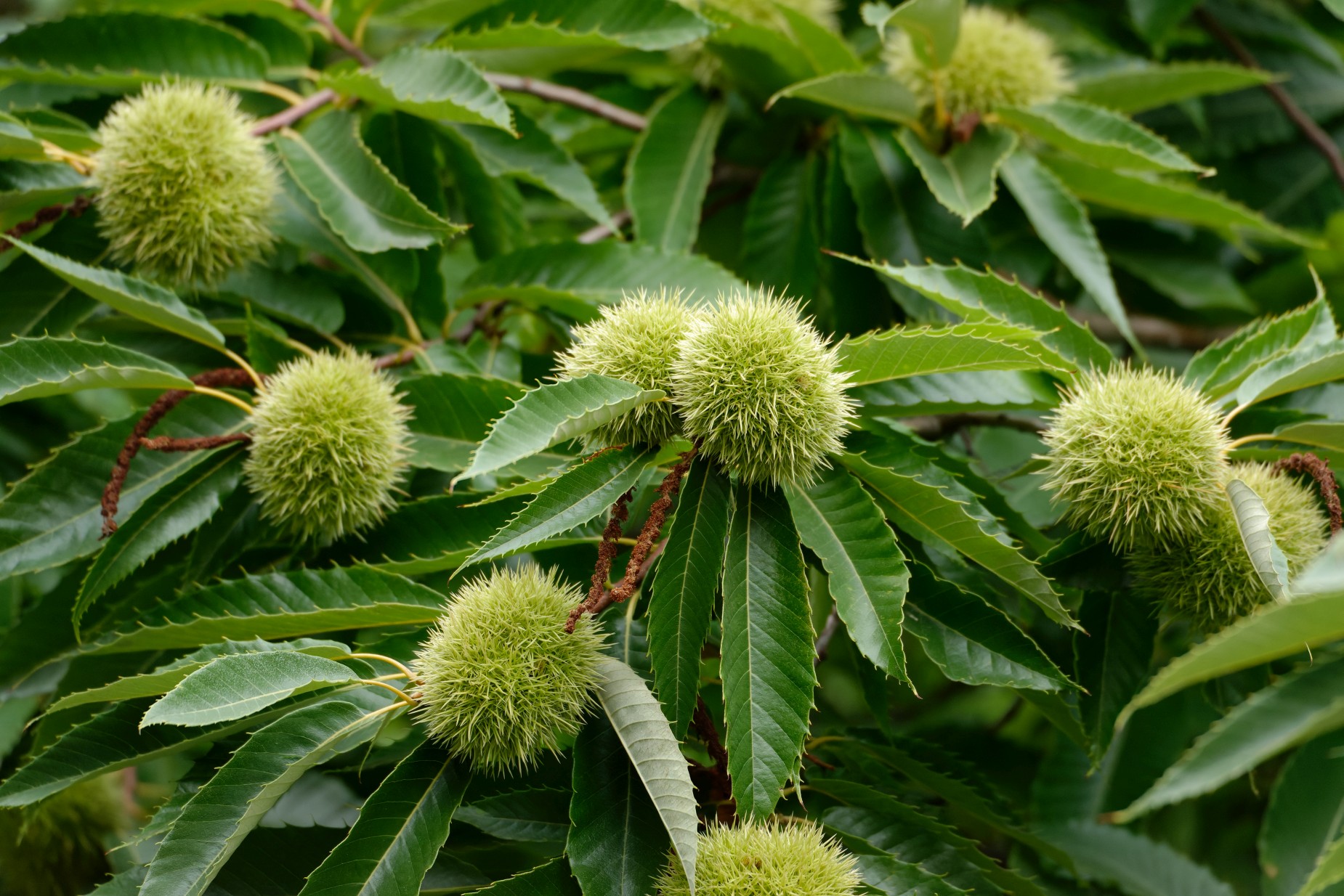 Kastanien Am Baum Uwe Debus