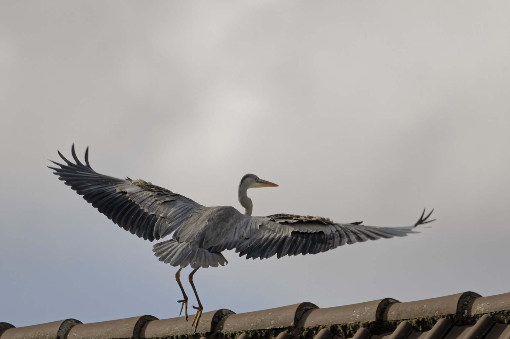 Reiher im Flug