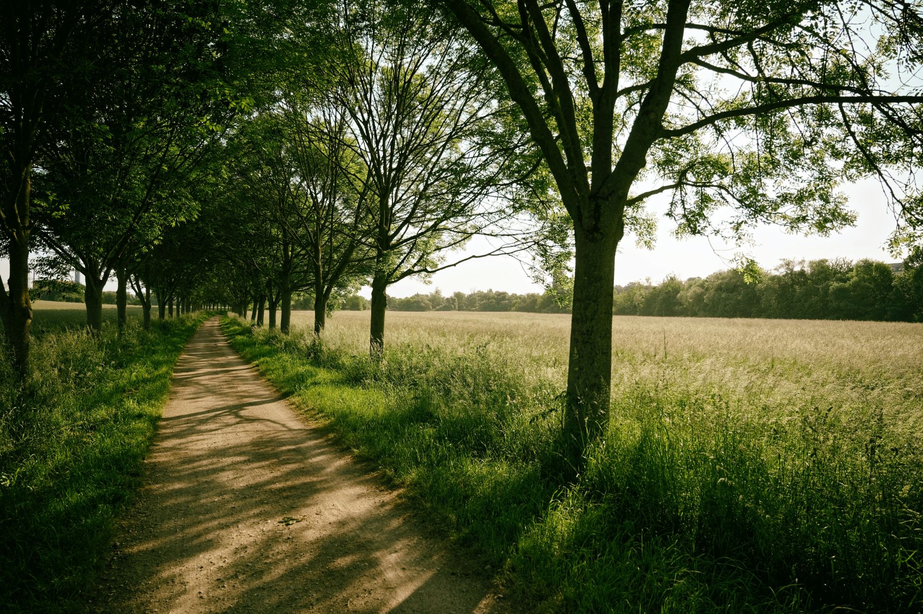 Zwischen Okriftel und Sindlingen