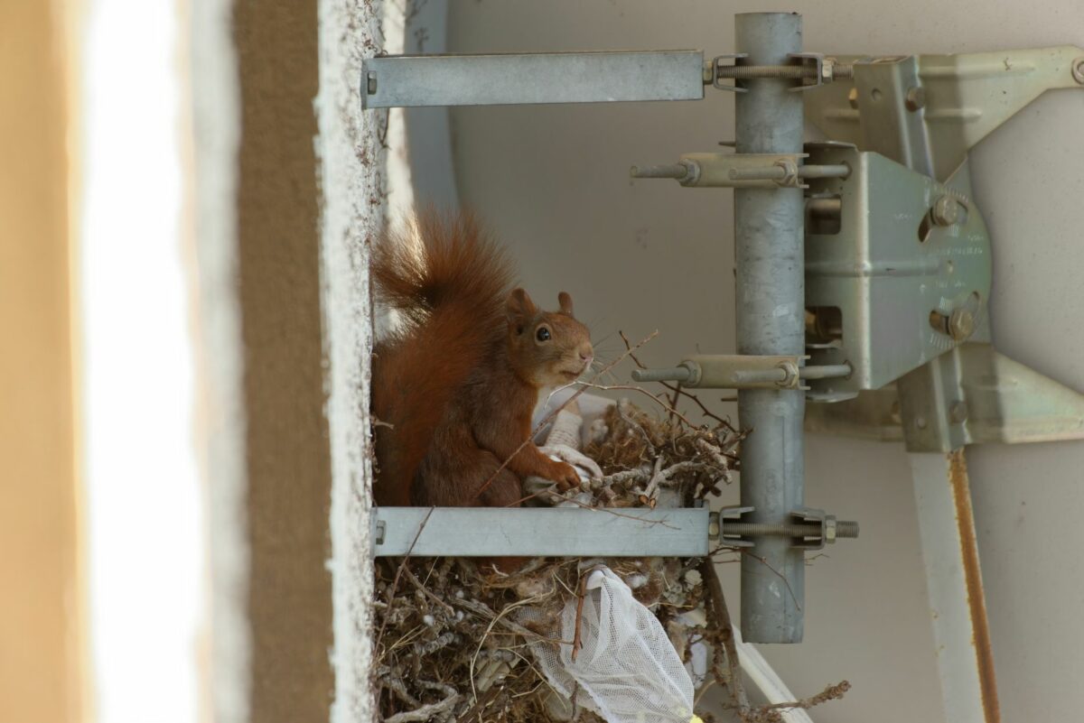 Eichhörnchen in Sat Antenne