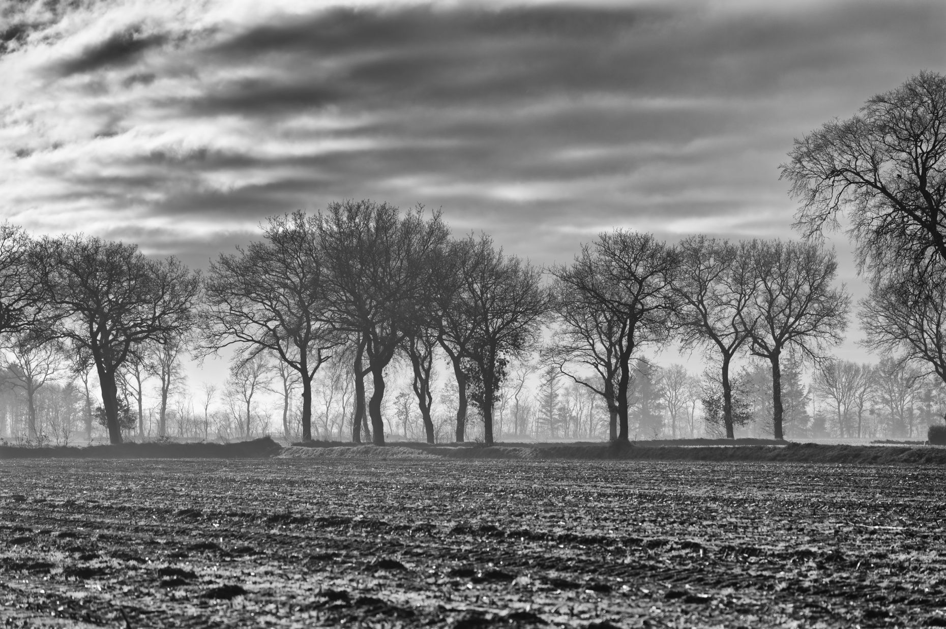 Feld mit Bäume an der Nordsee