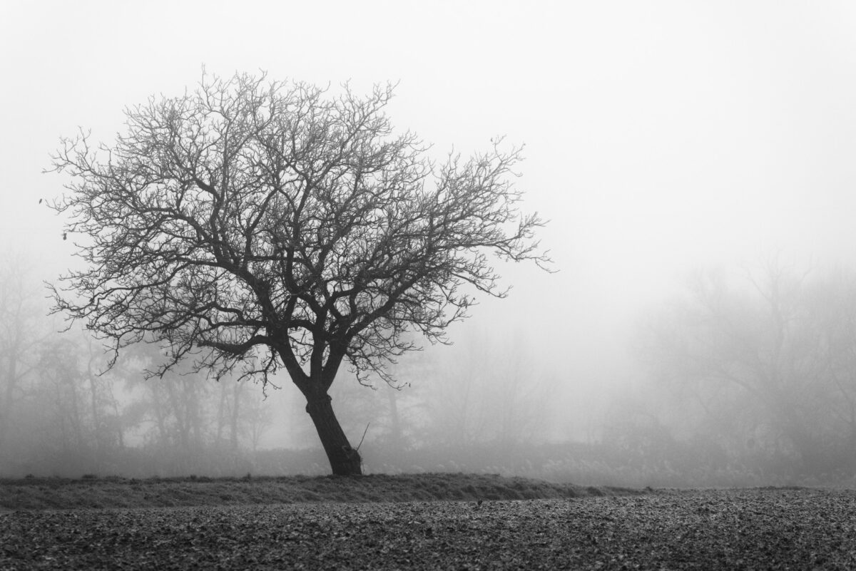 Baum auf einer Wiese