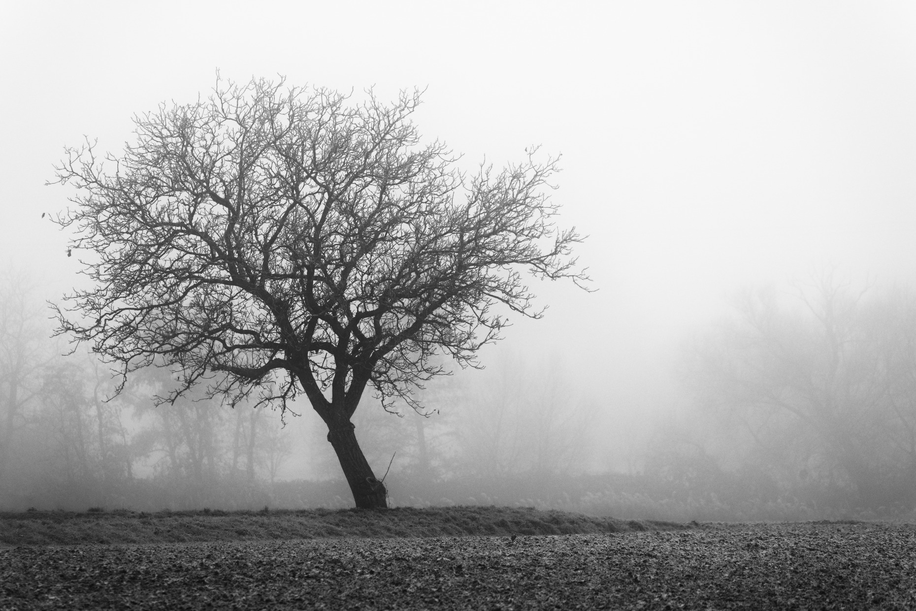 Baum auf einer Wiese