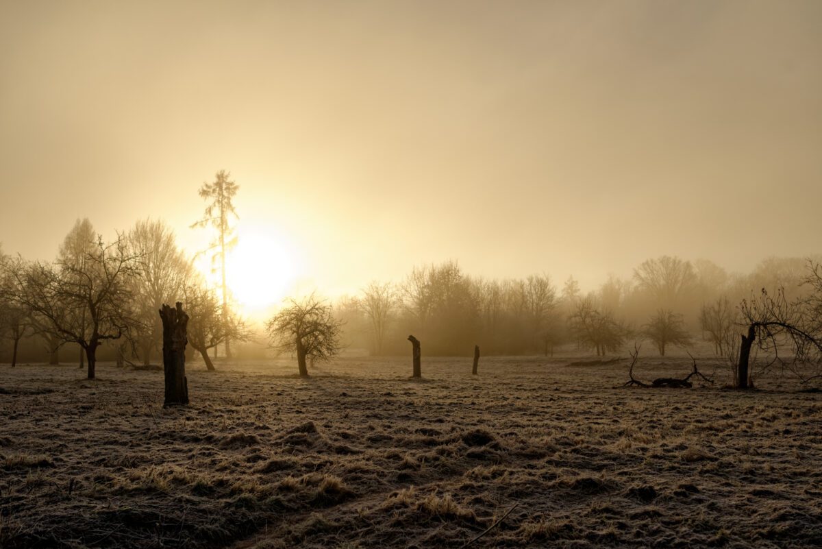 Wiese am Morgen